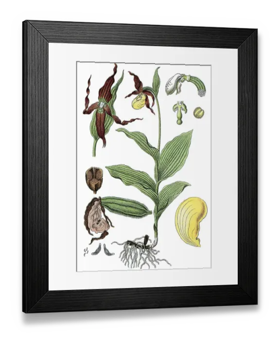 Framed Print : Lady's-slipper Orchid (Cypripedium calceolus)