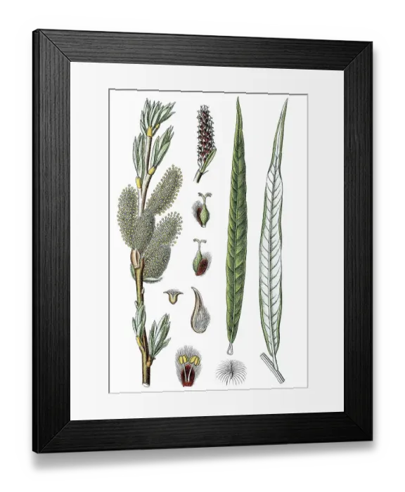 Framed Print : Common Osier or Basket Willow (Salix viminalis) Framed Print : Common Osier or Basket Willow (Salix viminalis)