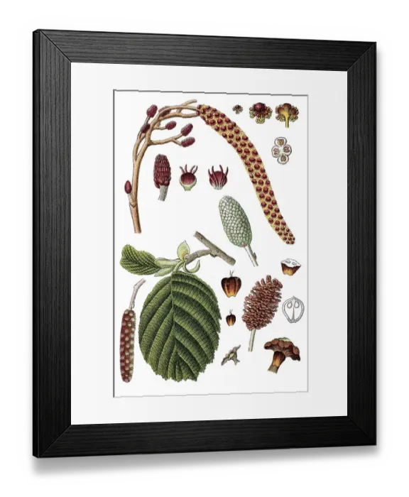 Framed Print : Common Alder (Alnus glutinosa) Framed Print : Common Alder (Alnus glutinosa)