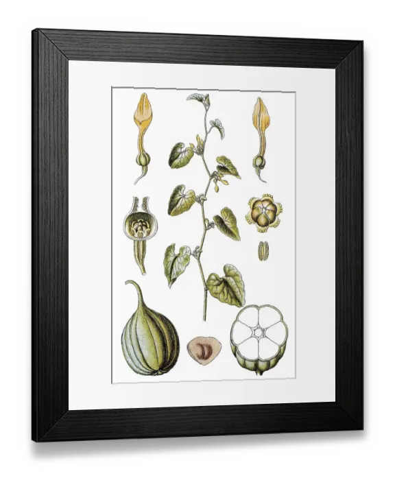 Framed Print : Birthwort (Aristolochia clematitis)