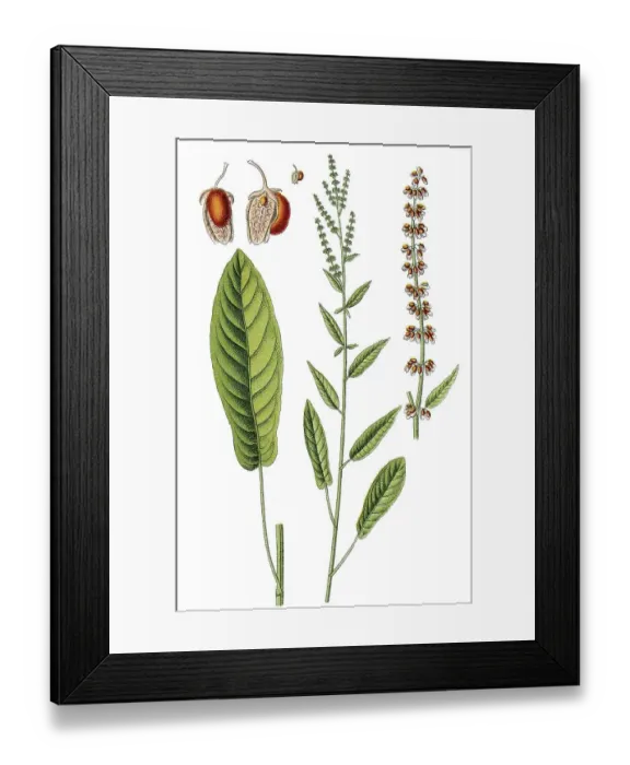 Framed Print : Woodland sorrel or dock (Rumex nemorosus)