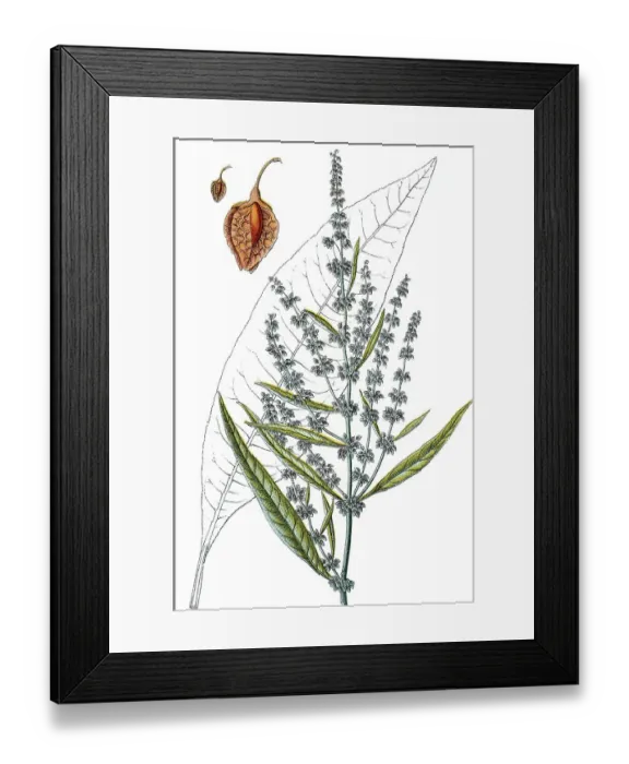 Framed Print : Great Water Dock (Rumex hydrolapathum)