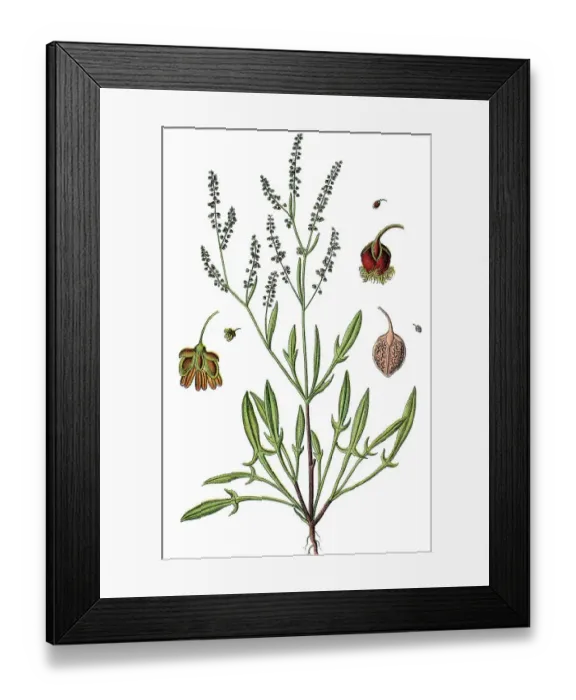 Framed Print : Sheep's Sorrel, Common Sheep Sorrel Framed Print : Sheep's Sorrel, Common Sheep Sorrel