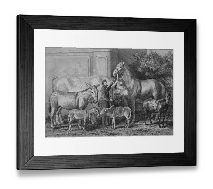Framed Print : Gigantism and dwarfism in farm animals Framed Print : Gigantism and dwarfism in farm animals