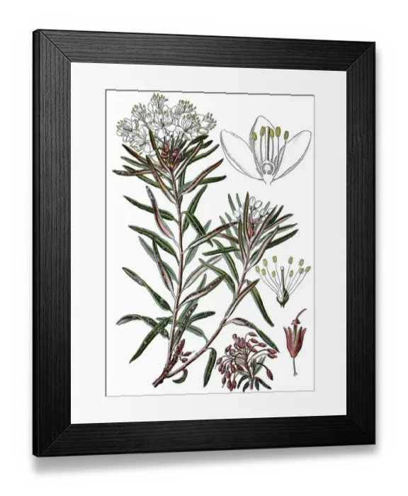 Framed Print : Marsh Labrador Tea or Wild Rosemary (Ledum palustre) Framed Print : Marsh Labrador Tea or Wild Rosemary (Ledum palustre)