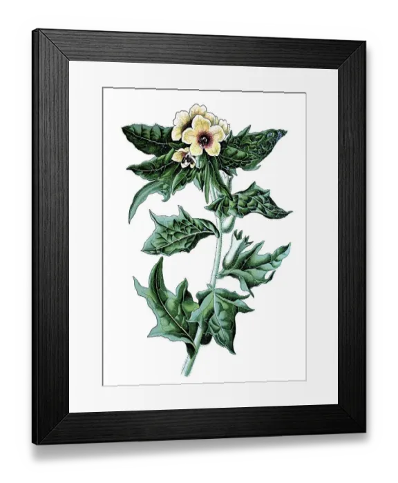 Framed Print : Stinking nightshade or Black henbane (Hyoscyamus niger) Framed Print : Stinking nightshade or Black henbane (Hyoscyamus niger)