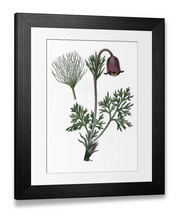 Framed Print : Small Pasque Flower (Pulsatilla pratensis)