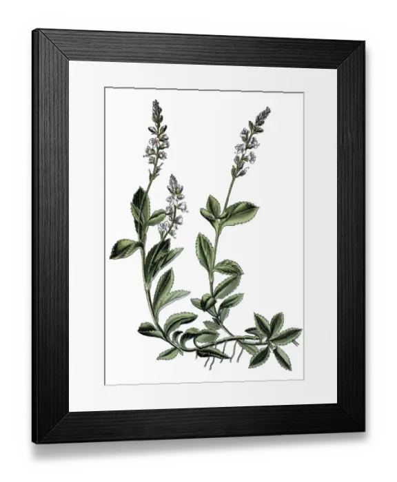 Framed Print : Heath Speedwell, Common Speedwell
