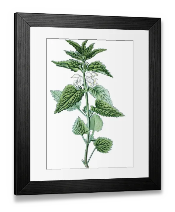 Framed Print : White deadnettle (Lamium album) Framed Print : White deadnettle (Lamium album)