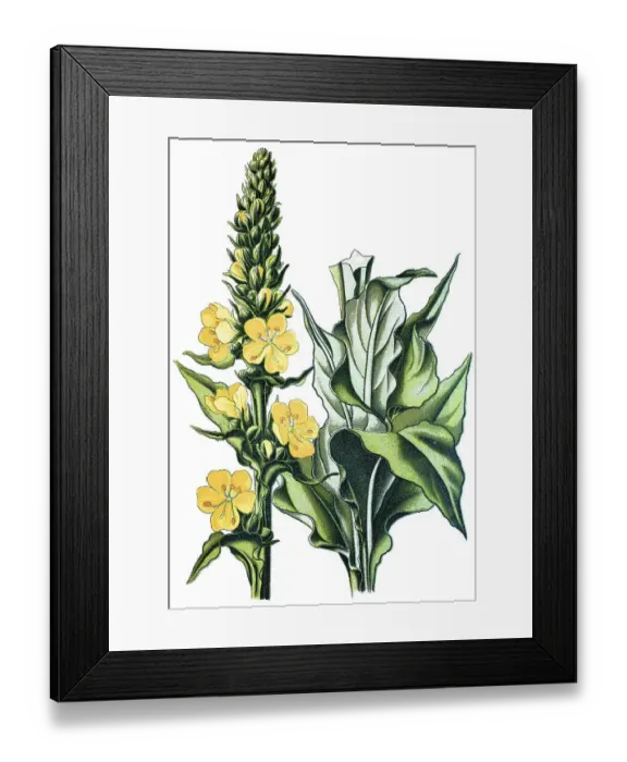Framed Print : Aarons rod (Verbascum schraderi)