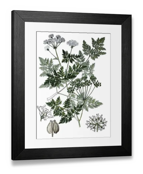 Framed Print : Poison hemlock (Conium maculatum)