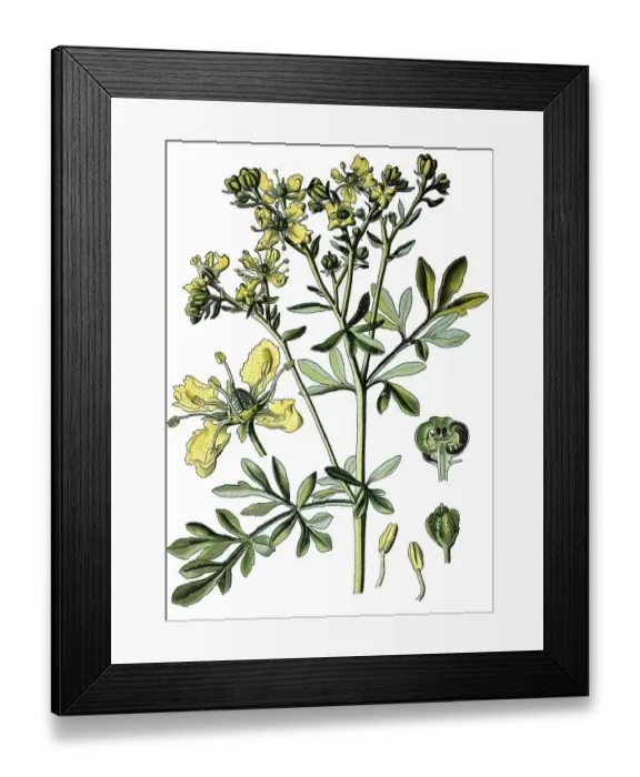 Framed Print : Common rue (Ruta graveolens), medicinal plant Framed Print : Common rue (Ruta graveolens), medicinal plant