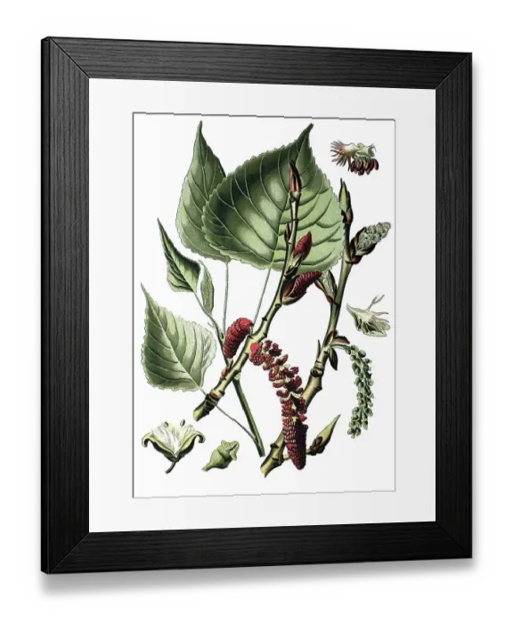 Framed Print : Black poplar (Populus nigra), medicinal plant