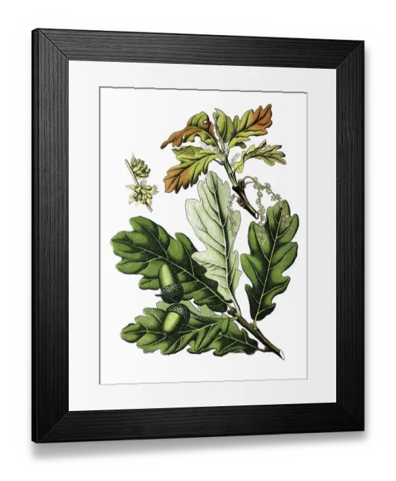 Framed Print : English oak (Quercus robur, Quercus pedunculata) Framed Print : English oak (Quercus robur, Quercus pedunculata)