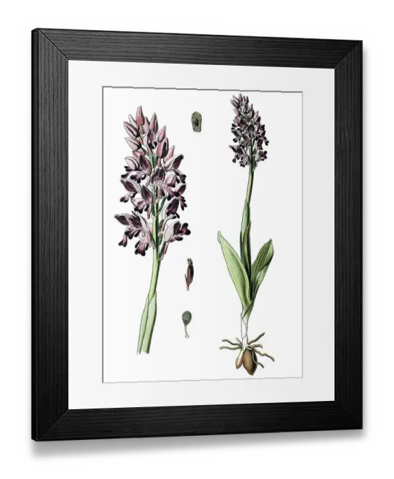 Framed Print : Military orchid (Orchis militaris)