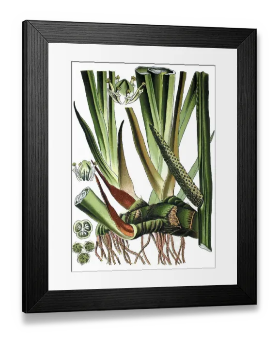 Framed Print : Sweet Flag, Calamus (Acorus calamus) Framed Print : Sweet Flag, Calamus (Acorus calamus)