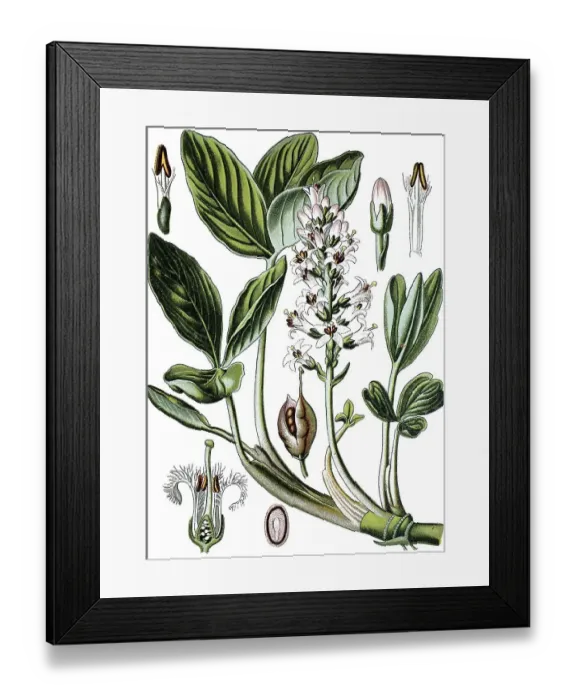 Framed Print : Bog-bean or Buckbean (Menyanthes trifoliata)