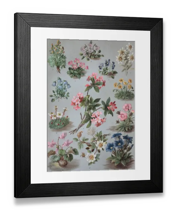 Framed Print : Alpine plants, 1. Alps Wormwood (Artemisia umbelliformis) Framed Print : Alpine plants, 1. Alps Wormwood (Artemisia umbelliformis)