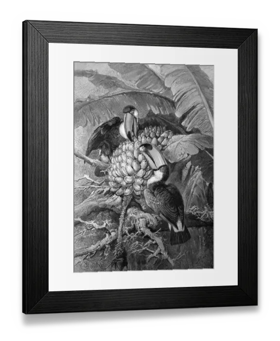 Framed Print : Toco Toucans (Ramphastos toco) Framed Print : Toco Toucans (Ramphastos toco)