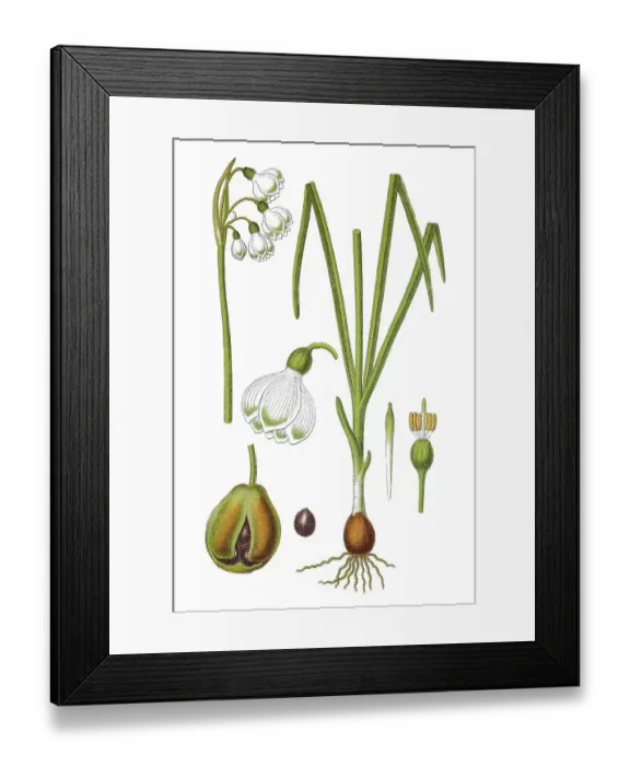 Framed Print : Summer snowflake (Leucojum aestivum) Framed Print : Summer snowflake (Leucojum aestivum)