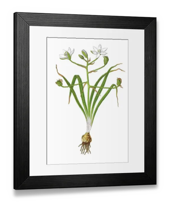 Framed Print : Star-of-Bethlehem, Grass lily (Ornithogalum umbellatum)