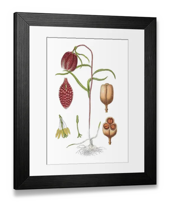 Framed Print : Snake's head fritillary (Fritillaria meleagris) Framed Print : Snake's head fritillary (Fritillaria meleagris)
