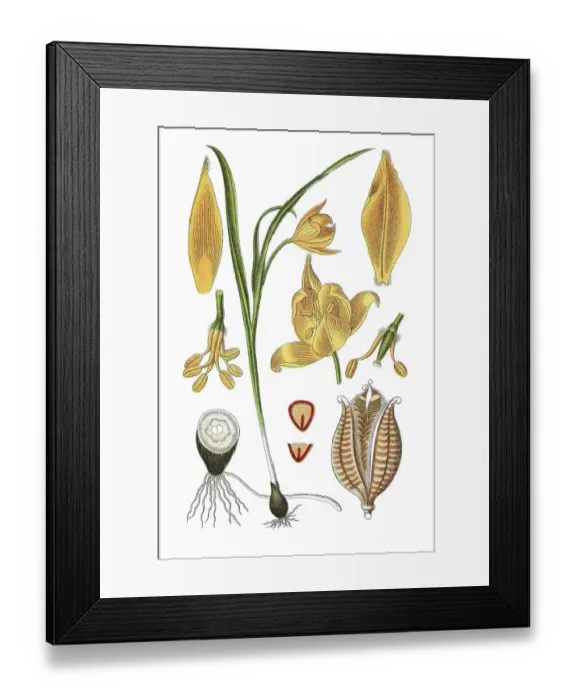 Framed Print : Wild tulip (Tulipa sylvestris)
