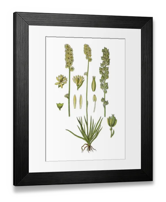 Framed Print : Alpine asphodel (Tofieldia calyculata) Framed Print : Alpine asphodel (Tofieldia calyculata)