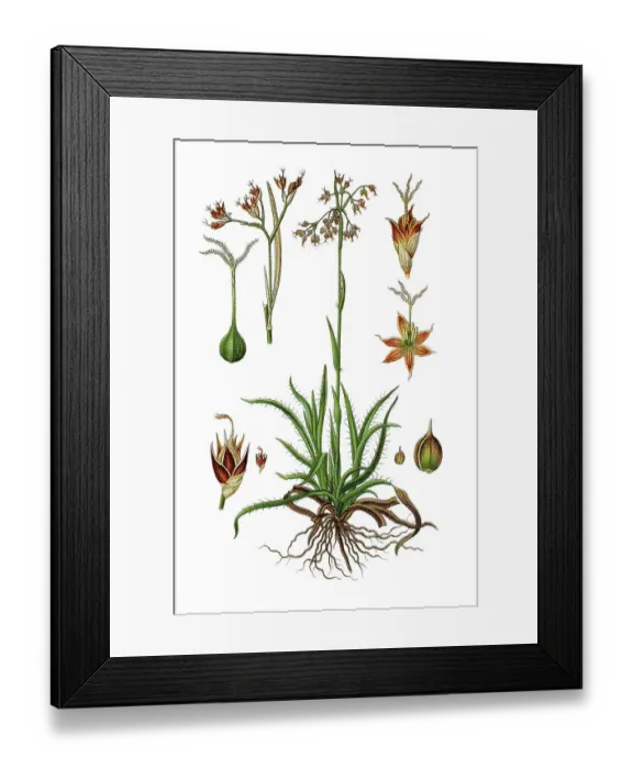 Framed Print : Subspecies of Wood-rush (Luzula maxima)