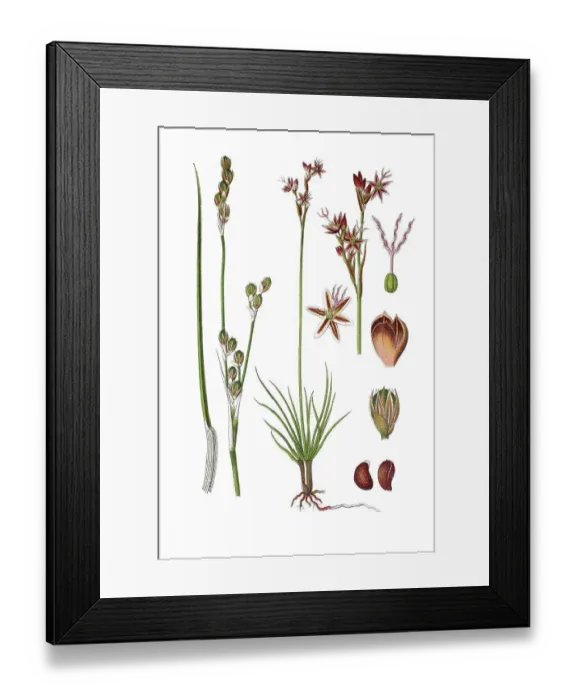 Framed Print : Heath rush (Juncus squarrosus)
