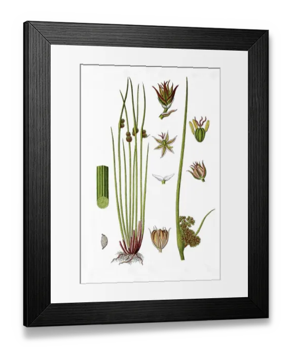 Framed Print : Compact rush (Juncus conglomeratus) Framed Print : Compact rush (Juncus conglomeratus)