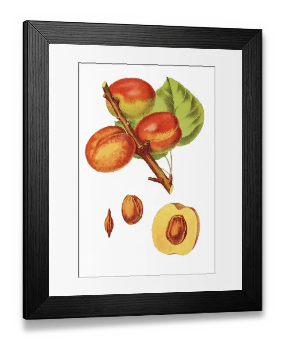 Framed Print : American plum, wild plum (Prunus americana) Framed Print : American plum, wild plum (Prunus americana)