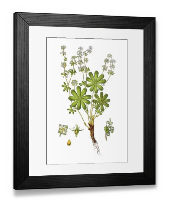 Framed Print : Lady's mantle (Alchemilla sect)