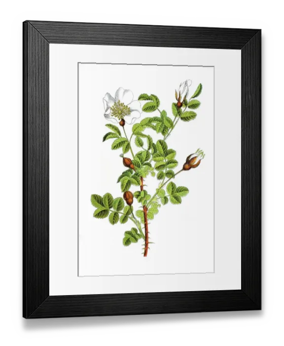 Framed Print : Burnet rose (Rosa spinosissima)