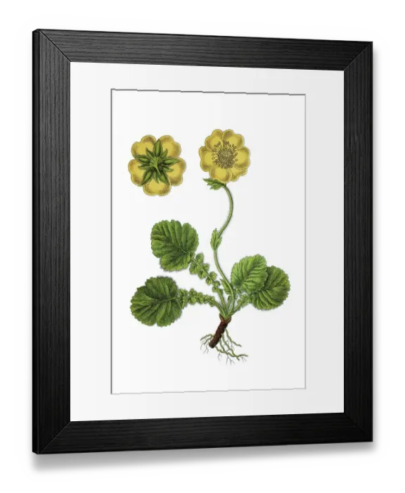 Framed Print : Alpine avens (Geum montanum), medicinal plant Framed Print : Alpine avens (Geum montanum), medicinal plant