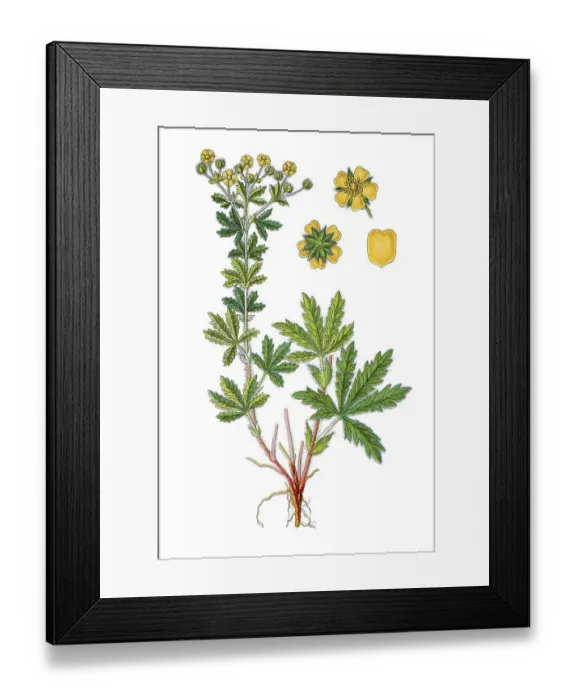 Framed Print : Ashy cinquefoil (Potentilla inclinata)