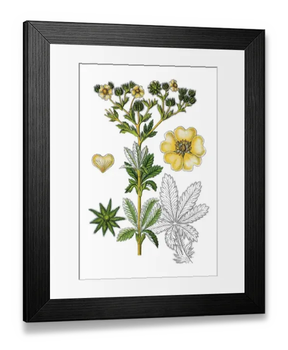 Framed Print : Sulphur cinquefoil (Potentilla recta) Framed Print : Sulphur cinquefoil (Potentilla recta)