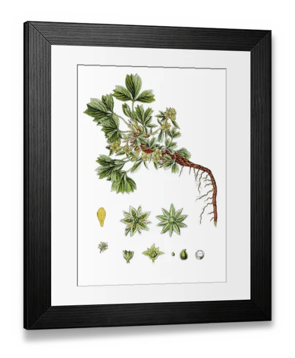 Framed Print : Creeping sibbaldia (Potentilla sibbaldia) Framed Print : Creeping sibbaldia (Potentilla sibbaldia)