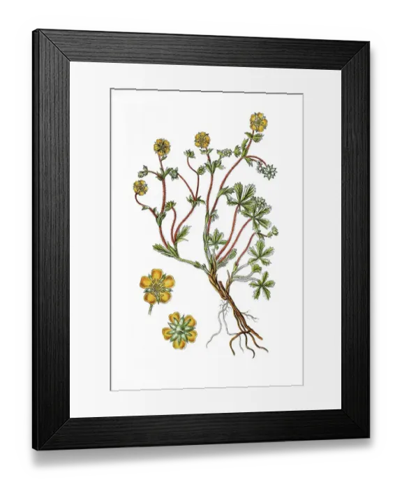 Framed Print : Opake cinquefoil (Potentilla opaca)