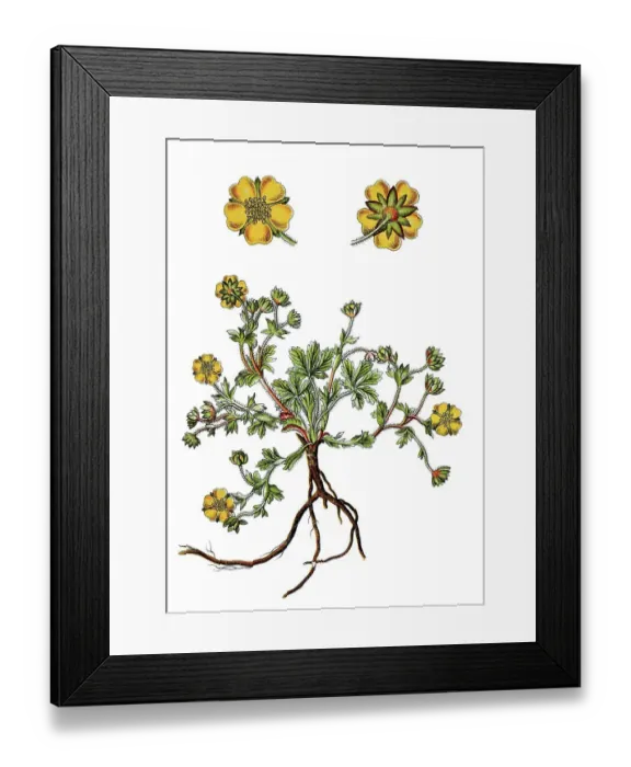 Framed Print : Spring cinquefoil (Potentilla verna)