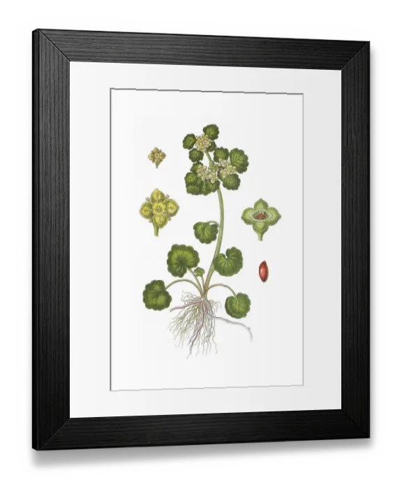 Framed Print : Alternate-leaved golden saxifrage (Chrysosplenium alternifolium)