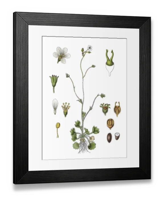 Framed Print : Meadow saxifrage (Saxifraga granulata) Framed Print : Meadow saxifrage (Saxifraga granulata)