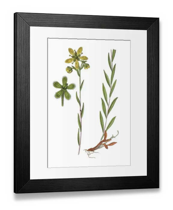 Framed Print : Yellow marsh saxifrage (Saxifraga hirculus)