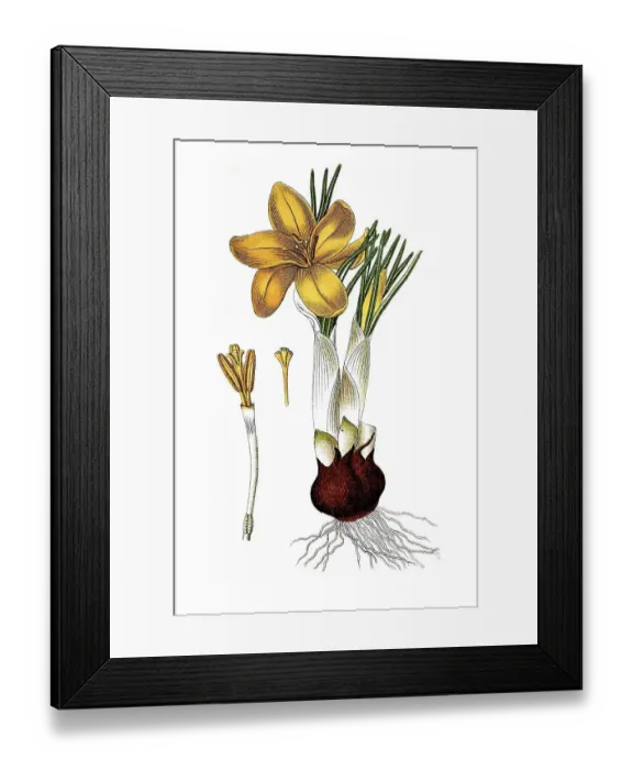 Framed Print : Dutch yellow crocus (Crocus flavus) Framed Print : Dutch yellow crocus (Crocus flavus)