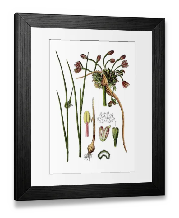 Framed Print : Field garlic (Allium oleraceum) Framed Print : Field garlic (Allium oleraceum)