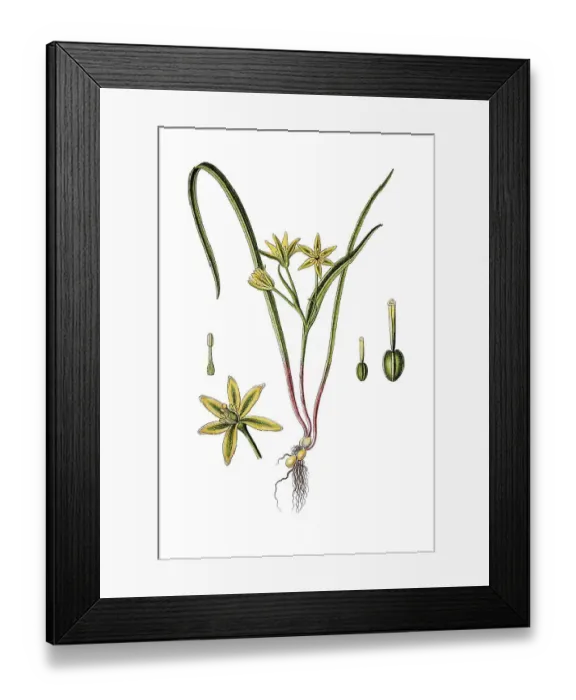 Framed Print : Meadow gagea (Gagea pratensis) Framed Print : Meadow gagea (Gagea pratensis)