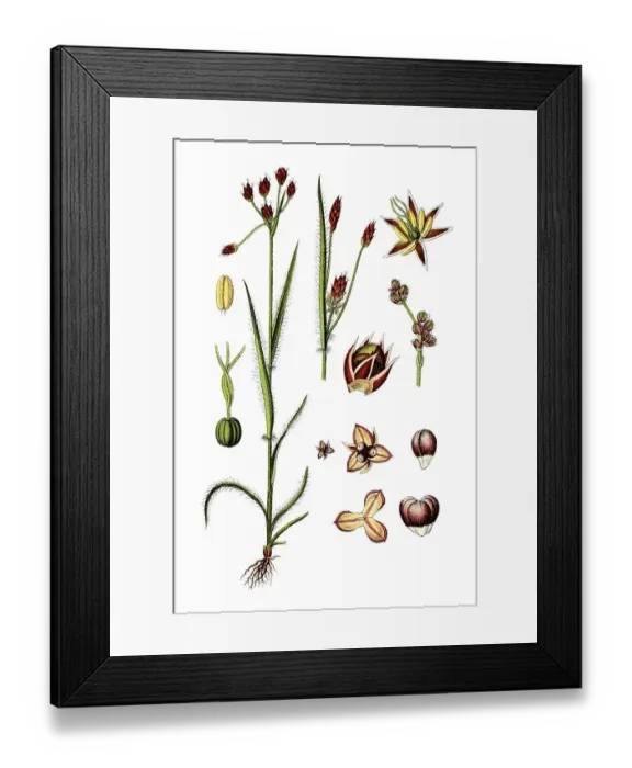 Framed Print : Field wood-rush, Good Friday grass (Luzula campestris)