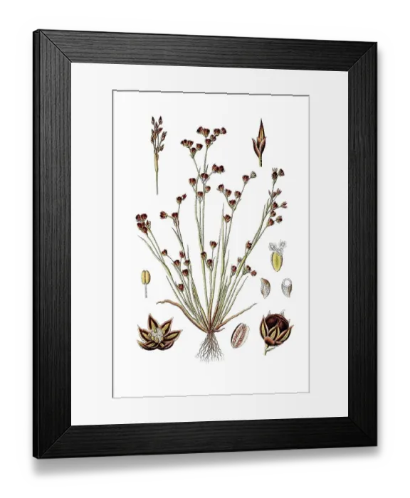 Framed Print : Sand rush (Juncus tenageia), medicinal plant