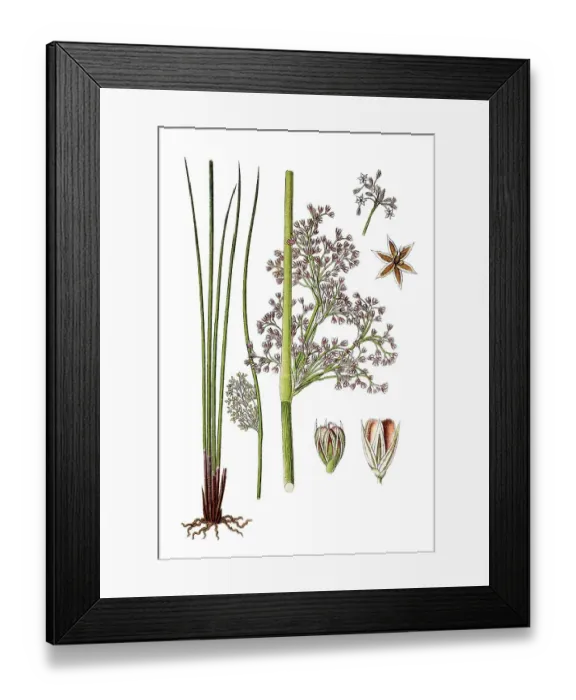 Framed Print : Soft rush (Juncus effusus), medicinal plant Framed Print : Soft rush (Juncus effusus), medicinal plant