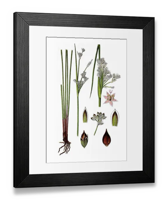 Framed Print : Sea rush (Juncus maritimus), medicinal plant